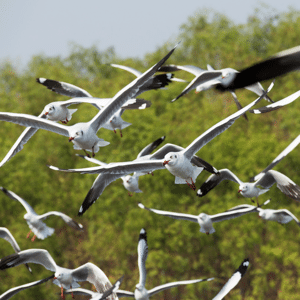 Flock of Seagulls migrating