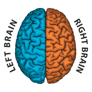 Human brain right and left hemispheres