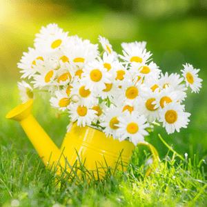 Beautiful bunch of white spring flowers in a yellow watering can